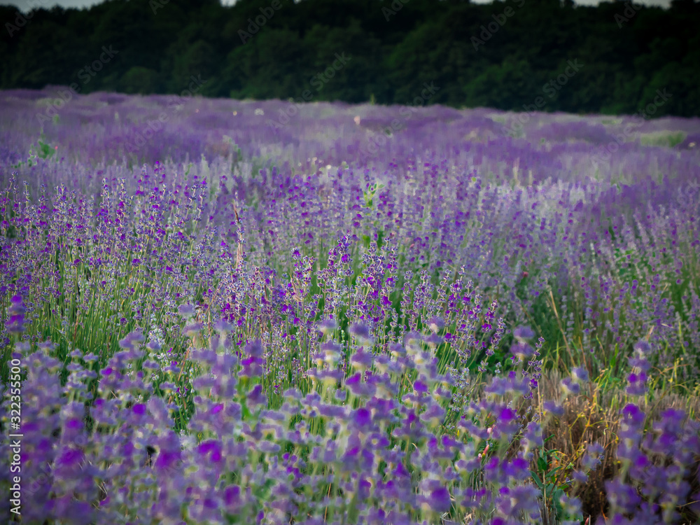 field of purple flowers field of purple flowers