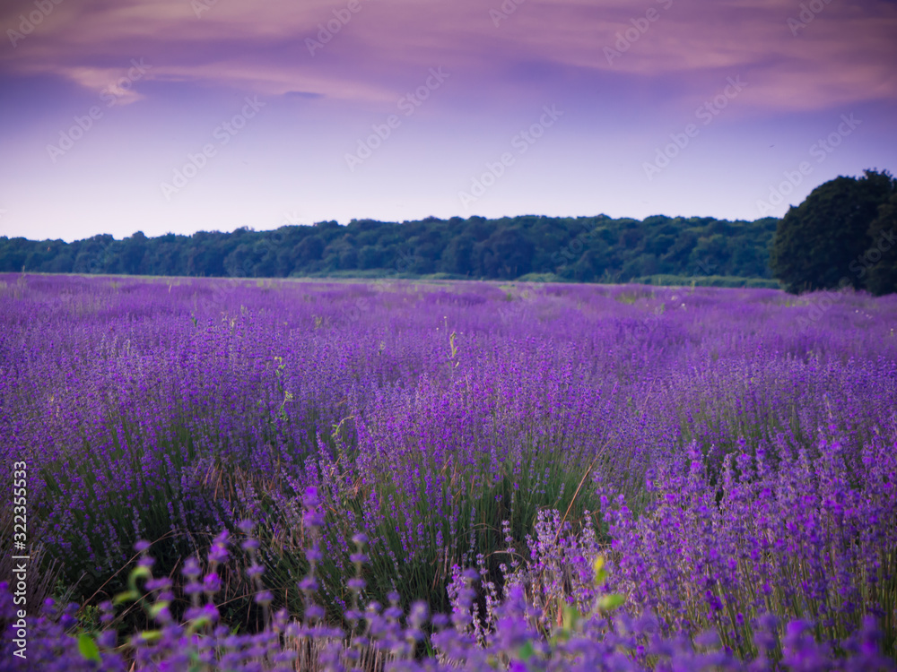 Fototapeta lavender field in provence france