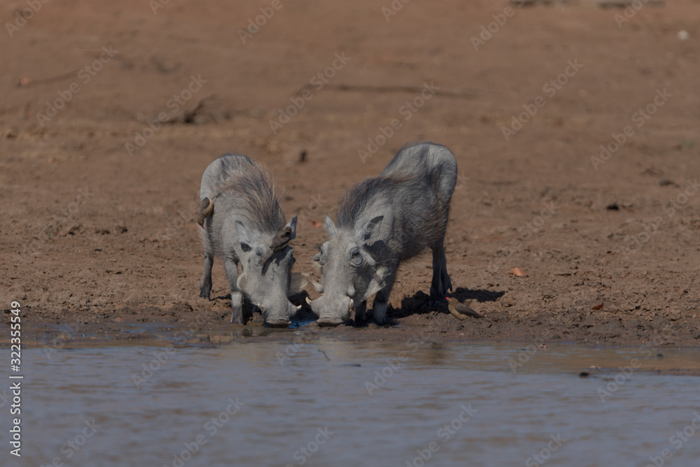 Warthog, wild pig in the wilderness of Afica