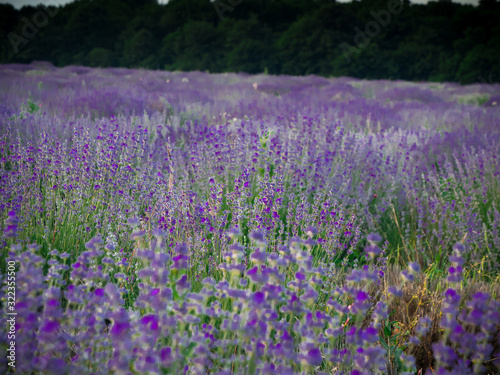 field of purple flowers