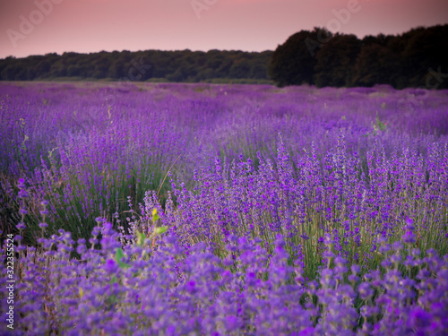 lavender field in provence france