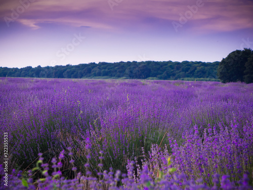 lavender field in provence france © DHstudio