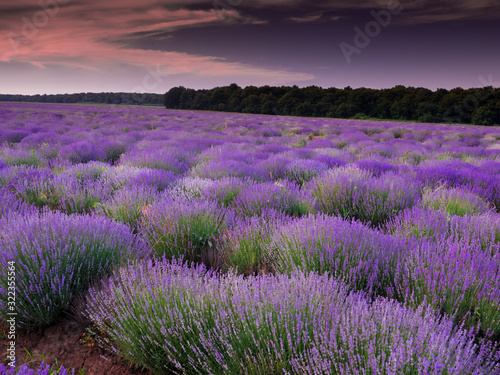 lavender field in provence france