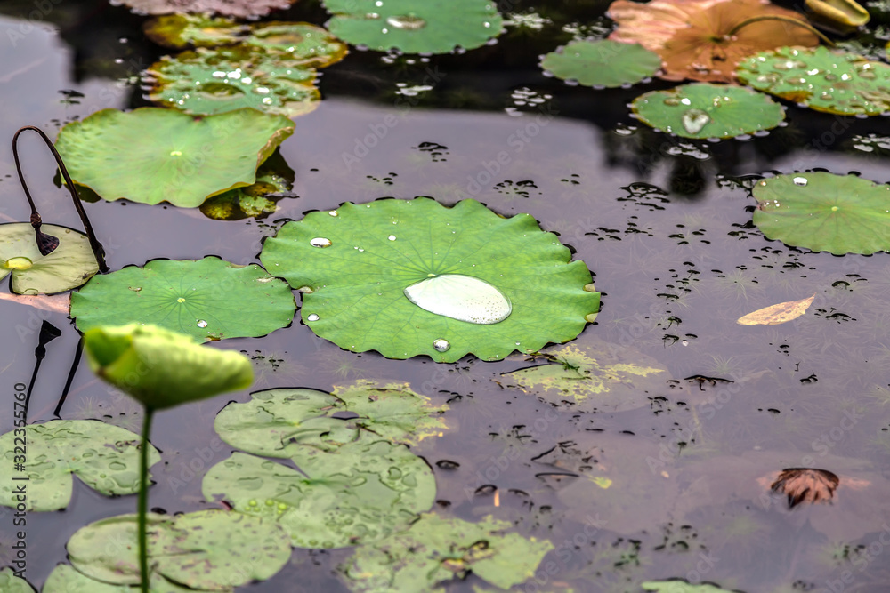 Water lily drop rain in green leaves in a pond Water lily drop rain in green leaves in a pond