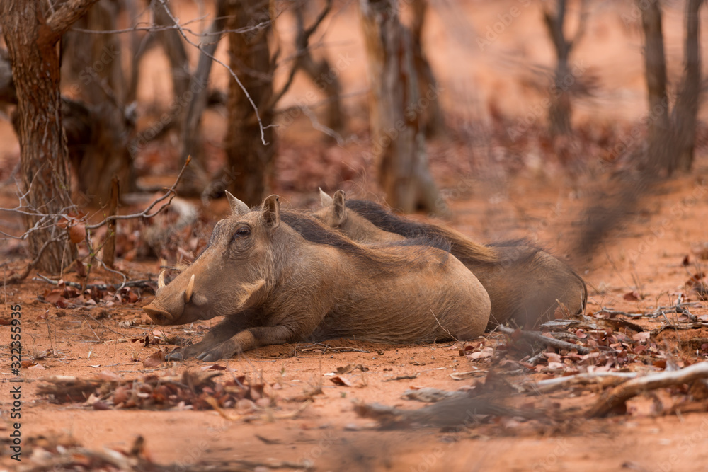 Fototapeta premium Warthog, wild pig in the wilderness of Afica