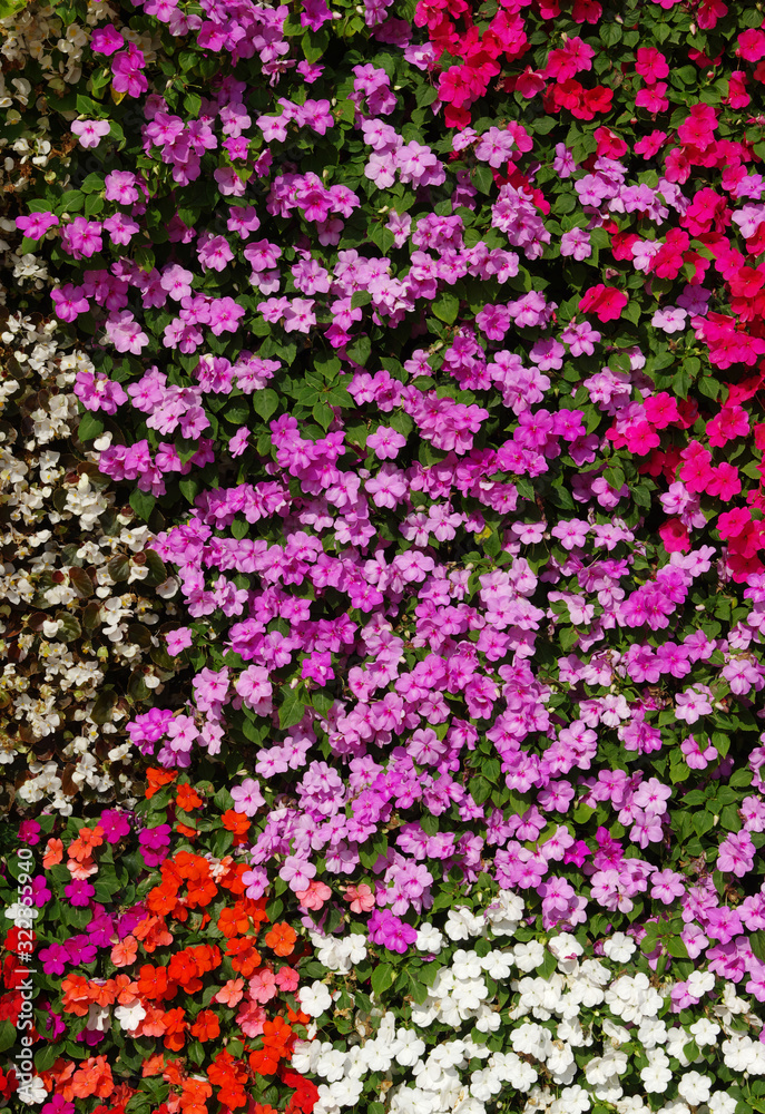 Fototapeta premium flowers background bright and colorful