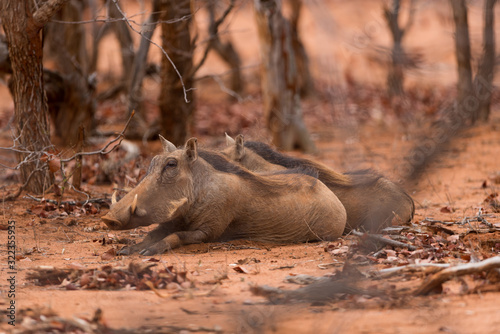 Warthog, wild pig in the wilderness of Afica © Ozkan Ozmen