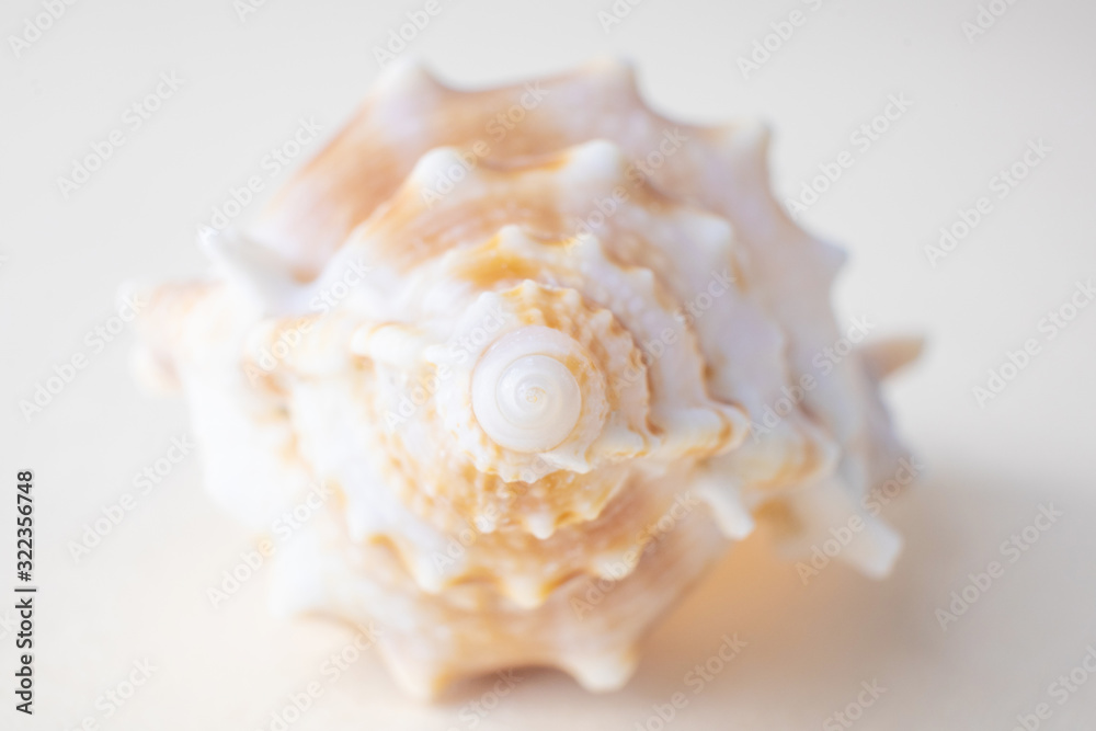 Seashell on a light pastel background. The concept of vacation, sea, summer, travel, decor. Rapana. Top view, flat lay, copyspace. Seashell on a light pastel background. The concept of vacation, sea, summer, travel, decor. Rapana. Top view, flat lay, copyspace.