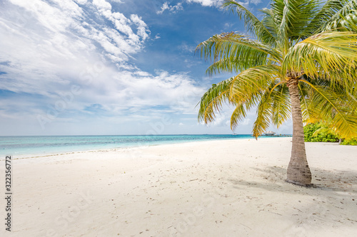 Fototapeta Naklejka Na Ścianę i Meble -  Lonely palm tree on cloudy beach. Summer tranquil landscape, tropical nature