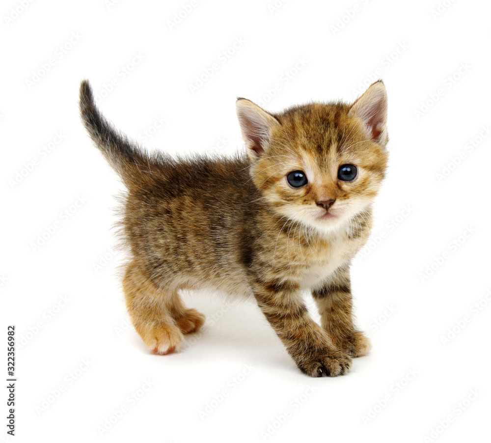 Cat isolated on white Cat isolated on white
