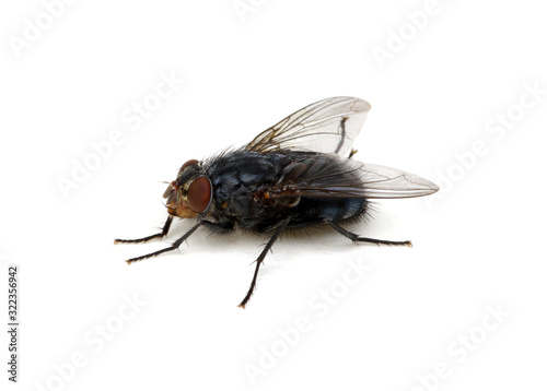  fly on a white background