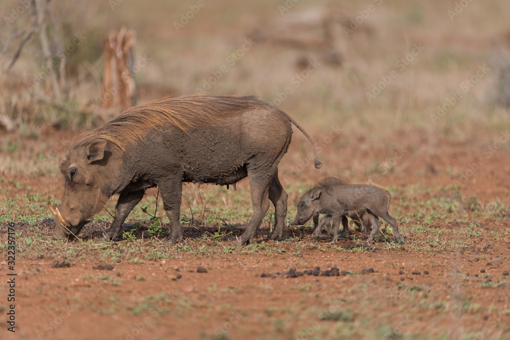 Warthog Baby, baby pig, wild pig Warthog Baby, baby pig, wild pig