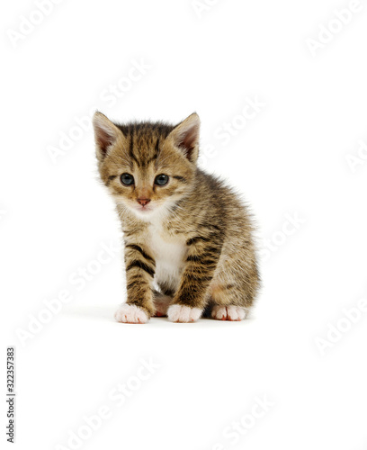 Cat isolated on white