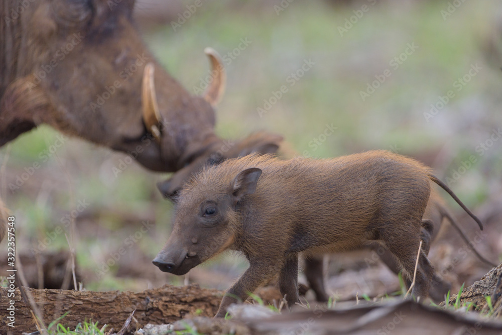 Warthog Baby, baby pig, wild pig Warthog Baby, baby pig, wild pig