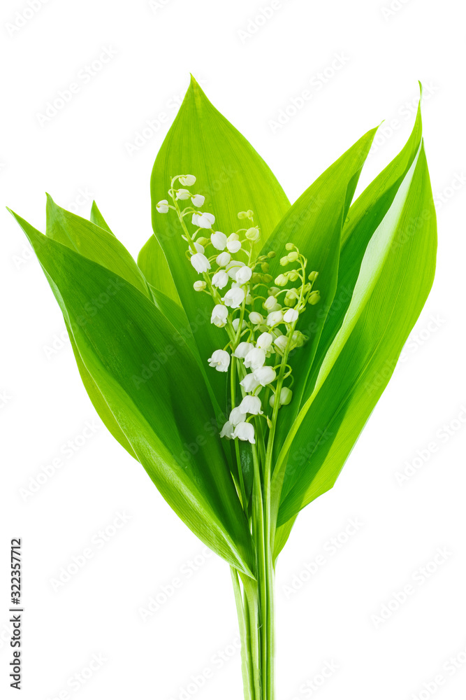 Fototapeta premium Bunch of Lily of the Valley.