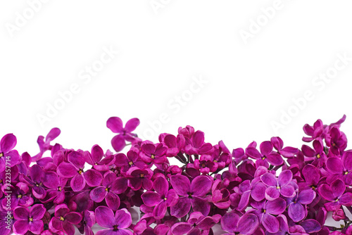 Purple lilac flowers isolated on white background