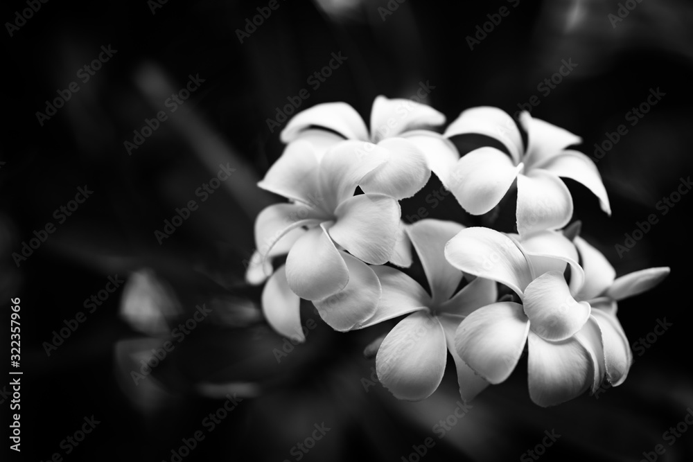 Abstract flowers black and white background. Dramatic tropical floral