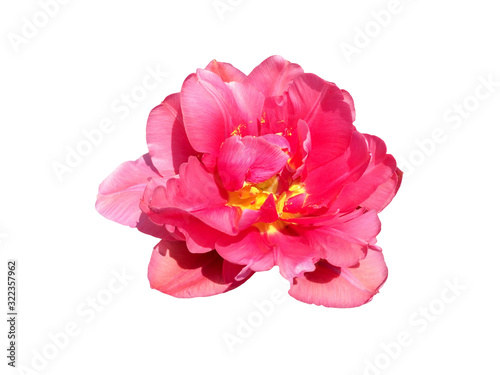 Pink tulip flower on a white background