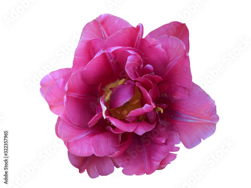 Pink tulip flower on a white background