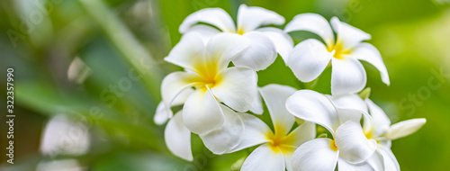 Soft frangipani flower or plumeria flower Bouquet on branch tree in morning on blurred background. Plumeria is white and yellow petal and blooming is beauty in garden park.