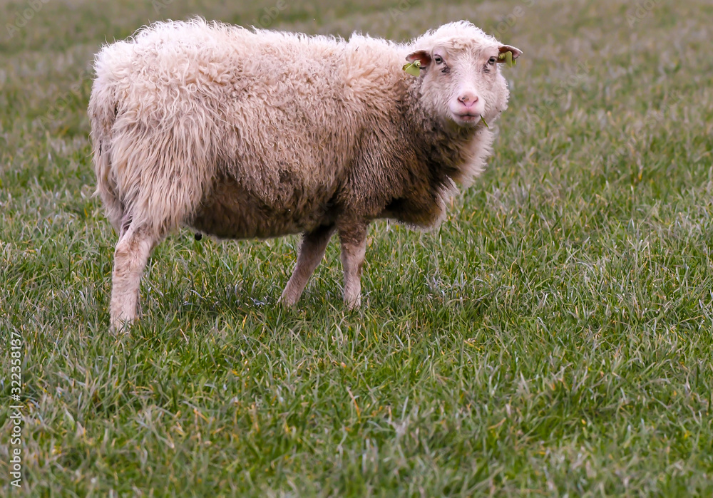sheep standing in meadow on rainy winterday sheep standing in meadow on rainy winterday