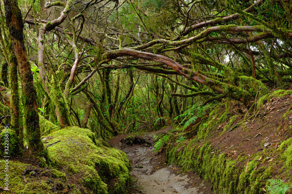 Enchanted forest of Pijaral, Anaga Mountains. Tenerife, Canary Islands. Spain Enchanted forest of Pijaral, Anaga Mountains. Tenerife, Canary Islands. Spain
