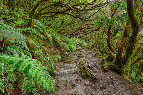 Enchanted forest of Pijaral, Anaga Mountains. Tenerife, Canary Islands. Spain photo