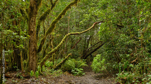 Enchanted forest of Pijaral, Anaga Mountains. Tenerife, Canary Islands. Spain photo