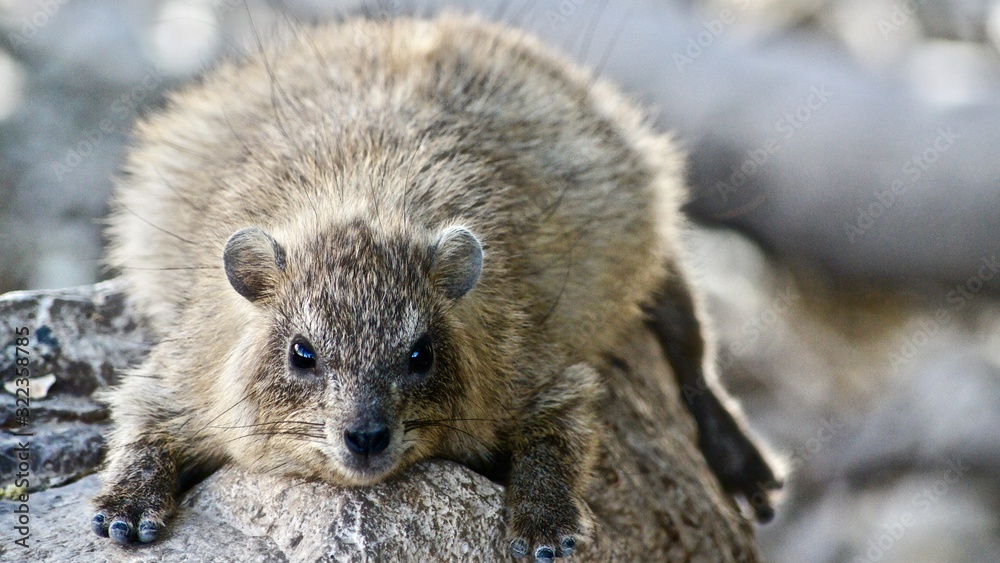 Fototapeta premium Faulenzer Klippdachs