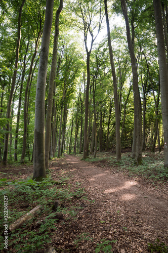 shady beech forest on summer day