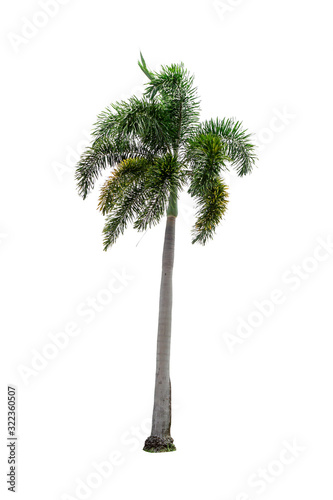Palm trees on a white background. © waraphot