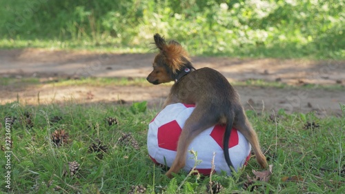 Canvas Print Dog makes humping funny sex with a toy.