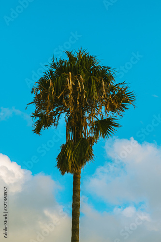 palm tree against blue sky