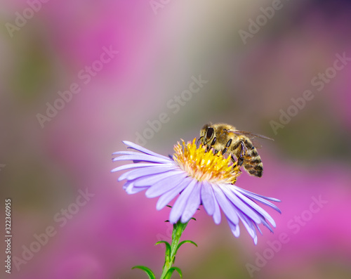 Bee Collecting Nectar on a Aster Flower