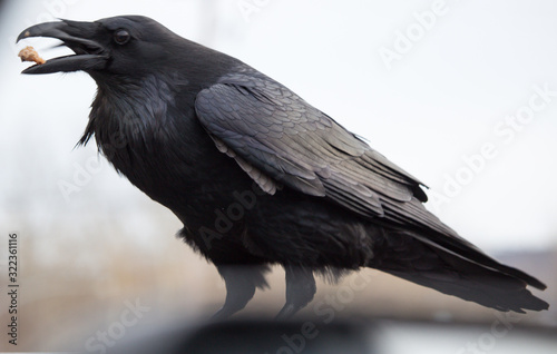 Raven eating food