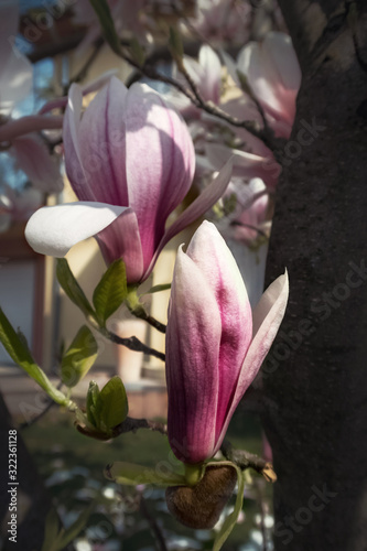 Magnolia flower in the sun in the garden