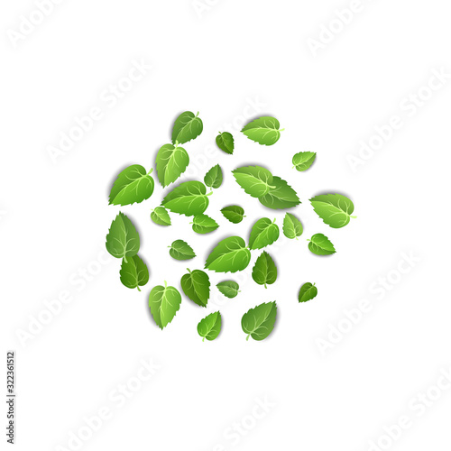 Flying green leaves on white background. Spring leaf pattern on isolated backdrop. Fall fresh leaves plant. Vector illustration