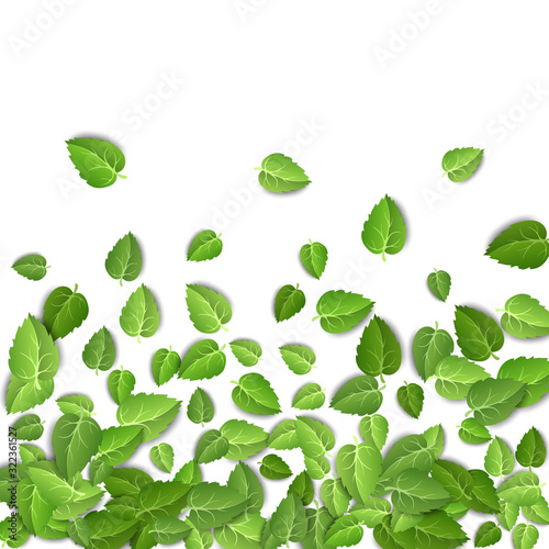 Flying green leaves on white background. Spring leaf pattern on isolated backdrop. Fall fresh leaves plant. Vector illustration