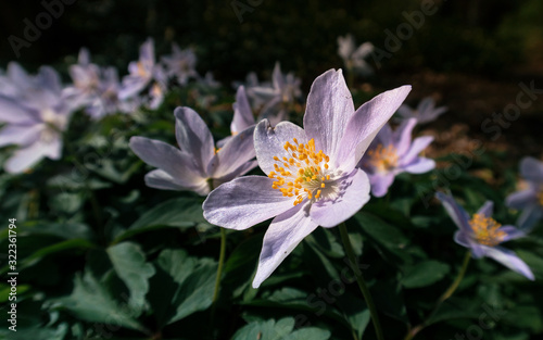 White flowers in a meadow