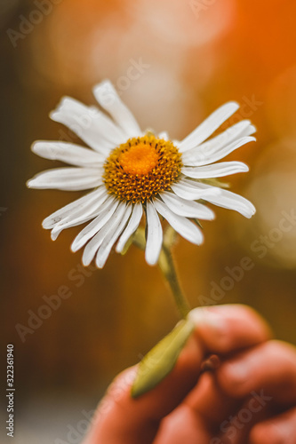 daisy flower in hand