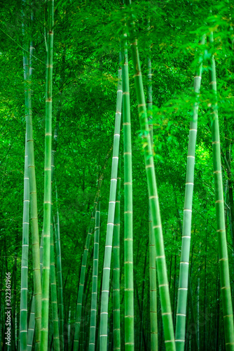 In spring  the lush bamboo forest in the sun. A picture with a pure green background