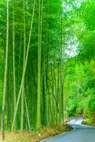 In spring, in the sunshine, a path passes through the lush bamboo forest. Vertical frame picture.