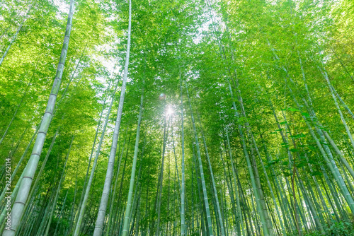 Looking up, the sun shines through the lush green bamboo forest.