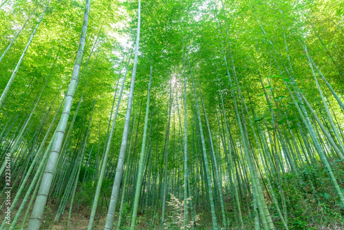 In spring, the lush bamboo forest in the sun. A picture with a pure green background.