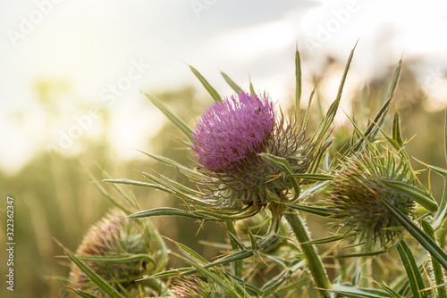 Onopordum acanthium in bloom. photo