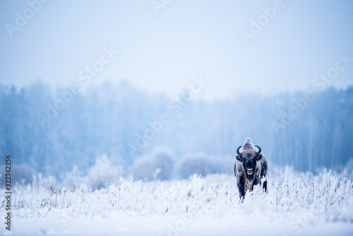 Fényképezés Isolated European bison on a very cold winter day