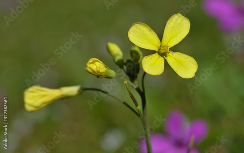 Fototapeta Naklejka Na Ścianę i Meble -  Beautiful small yellow flower with four leaves