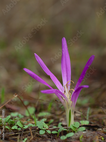 Pink flower with six thin and thin leaves photo