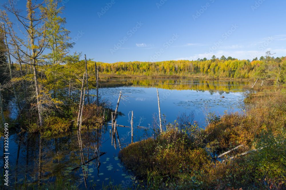 Morning light on a northern Wisconsin tamarack bog in autumn. 