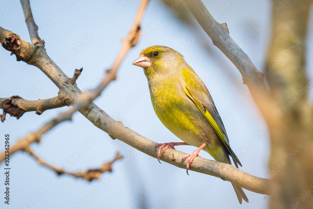 greenfinch male Chloris chloris bird singing